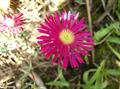 Lampranthus Roseus